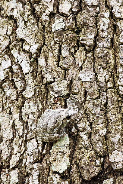 серый квакша замаскированы на bark - camouflage animal frog tree frog стоковые фото и изображения