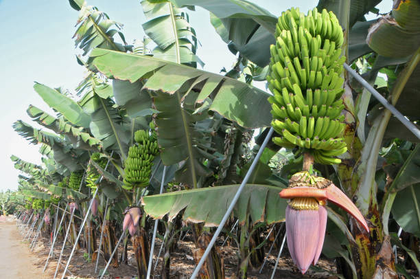 istock Banana plants with flowering cluster 1849302171