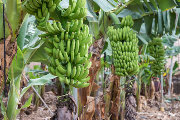 istock Plants and bunches of bananas 1849303222