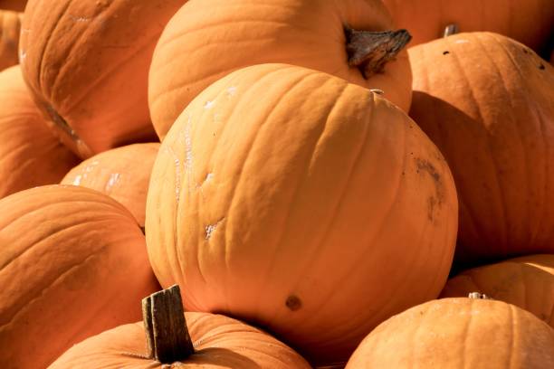 istock Pumpkins displayed on market shelves 1849309059