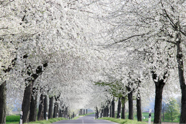 Blooming cherry trees along the road