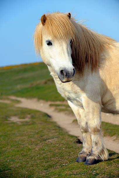 Palamino, Shetland Pony