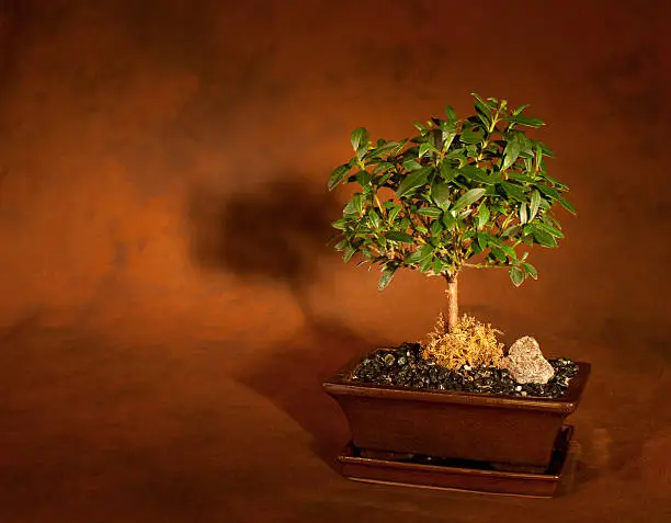 Photo of Bonsai Tree