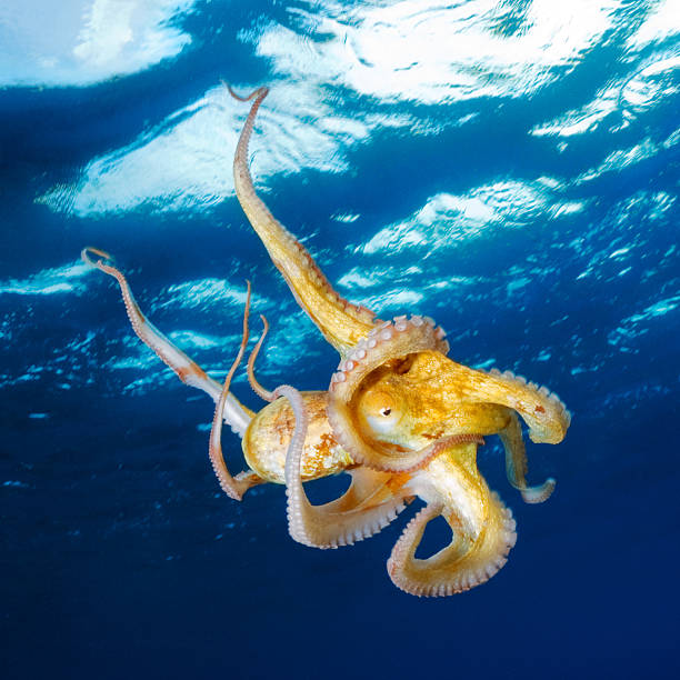Octopus under the surface Close up shot of an octopus in the blue sea. octopus stock pictures, royalty-free photos & images