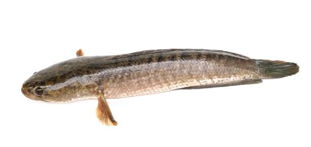 istock Large, fresh, not dead snakehead fish placed isolated on a white background. 1849315367