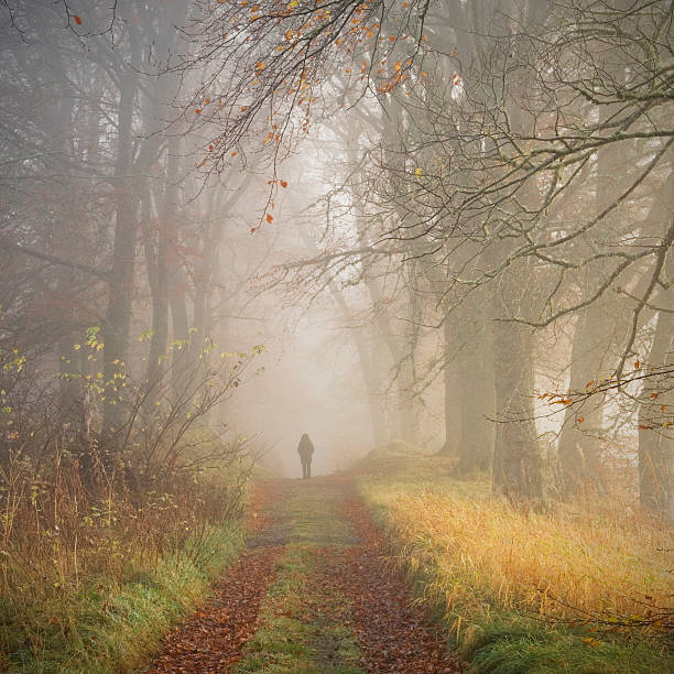 istock Figure in misty woodland 184931646