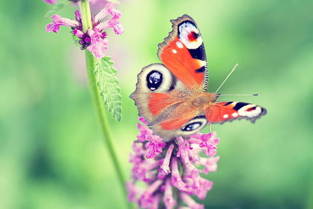 istock Peacock butterfly [Inachis io] 184931774