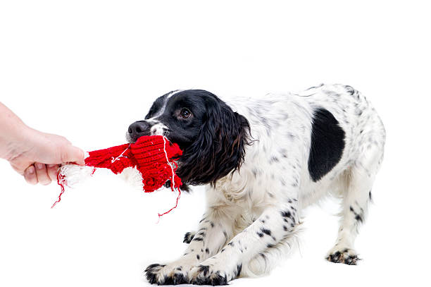 let go now! young spaniel puppy refusing to let go dog-tearing stock pictures, royalty-free photos & images