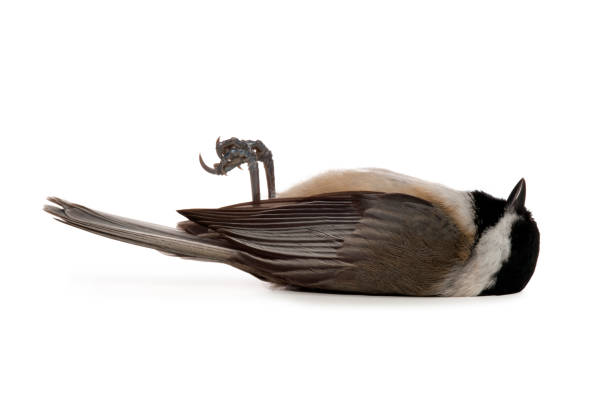 Pájaro Muerto - Banco de fotos e imágenes de stock - iStock Pájaro Muerto - Banco de fotos e imágenes de stock - iStock