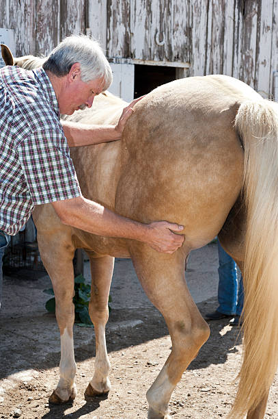 istock Rural Veterinarian Examines an Equine Patient 184932033