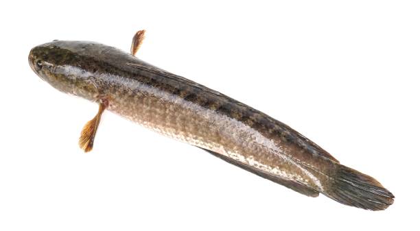 istock Large, fresh, not dead snakehead fish placed isolated on a white background. 1849321169