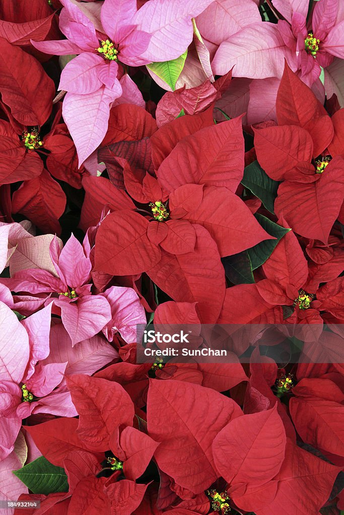 Rose rouge & Poinsettia - Photo de Décoration de Noël libre de droits
