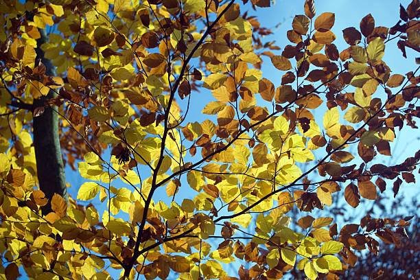 istock Golden Leaves in Autumn 184932153