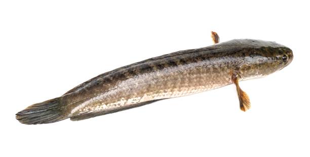 Large, fresh, not dead snakehead fish placed isolated on a white background.
