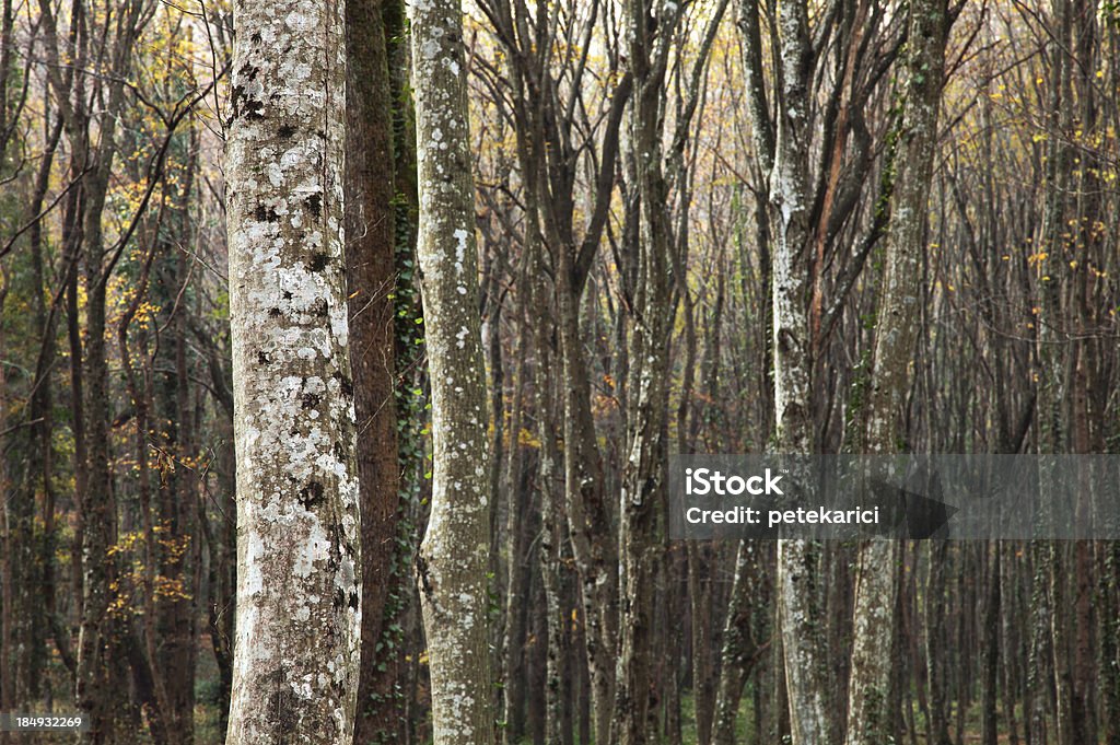Tronco de árvore - Foto de stock de Abril royalty-free