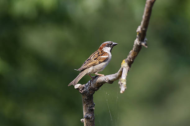 istock Male house sparrow Passer domesticus 184932460