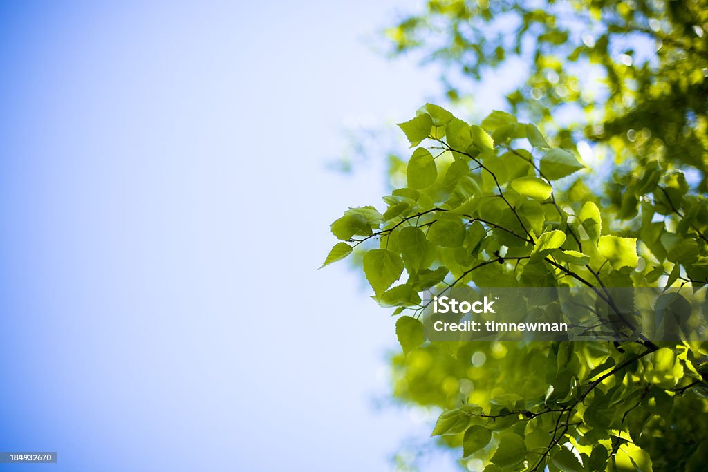 Spring tree leaves "New fresh leaves growing on a healthy tree in spring. With copy space, natural lighting.More spring and tree close ups" April Stock Photo