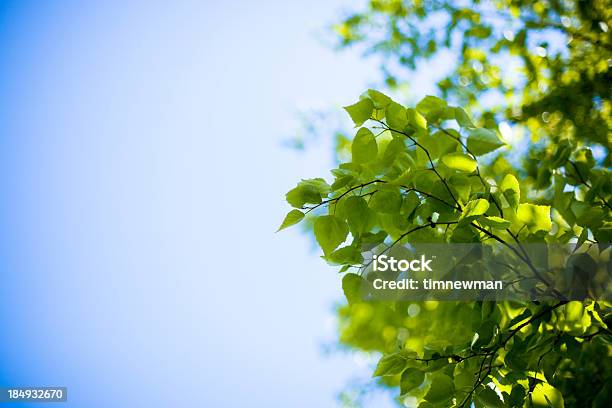 Spring Tree Leaves Stock Photo - Download Image Now - April, Blossom, Blue