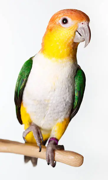 White Bellied Caique perched on a stand