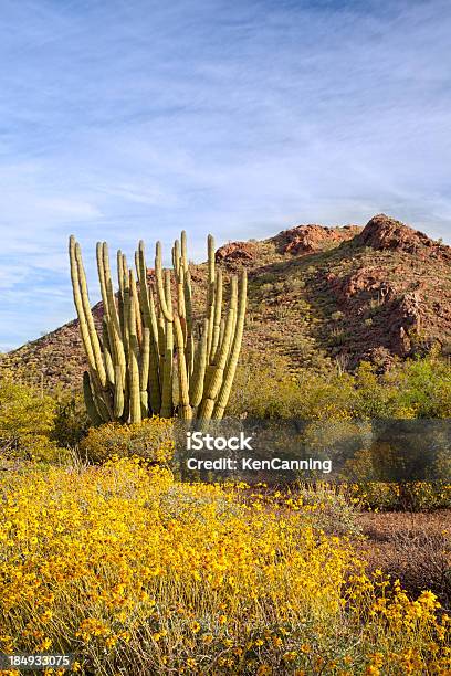 Brittlebush Und Organ Pipe Cactus Stockfoto und mehr Bilder von Amerikanische Kontinente und Regionen - Amerikanische Kontinente und Regionen, Arizona, Ausgedörrt