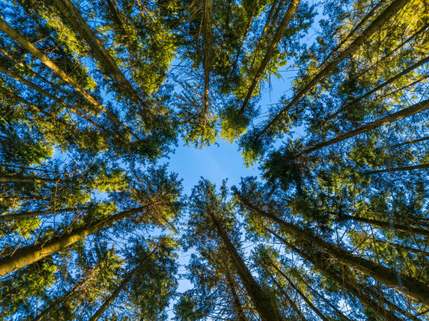 istock pine forest, wide angle view in upward direction at summer day 1849331678