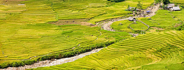 istock Rice fields near Sapa town in North Vietnam 184933277