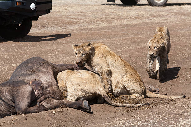 istock Lion cubs eating a buffalo 184933398