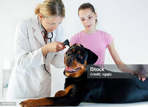 Veterinário Cão De Rottweiler Exame Auditivo - Fotografias de stock e mais imagens de Rottweiler - Rottweiler, Veterinário, 35-39 Anos