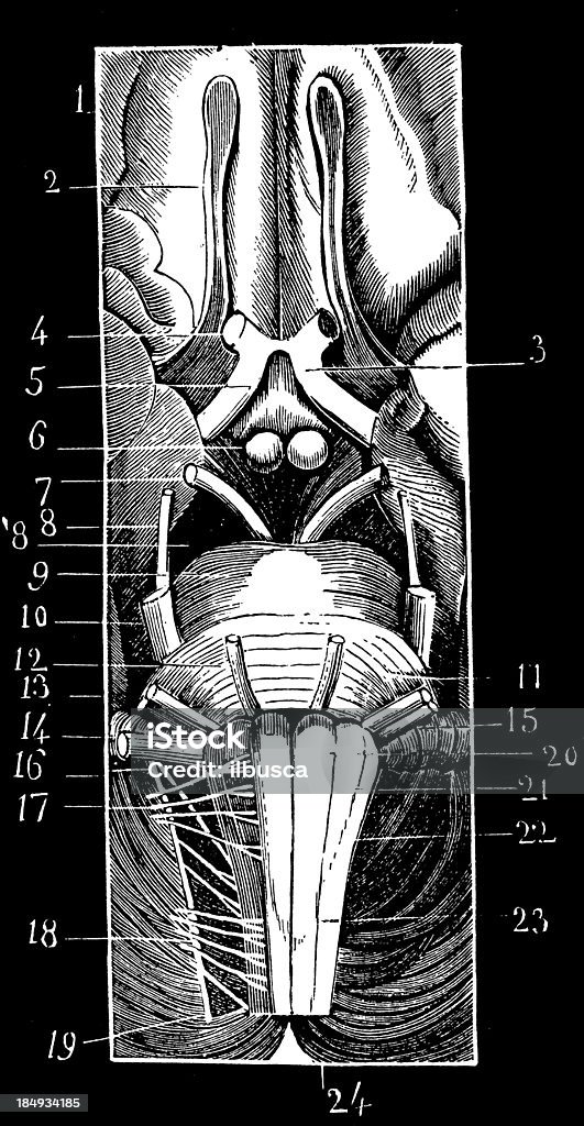 structure Encephalon - Illustration de Anatomie libre de droits