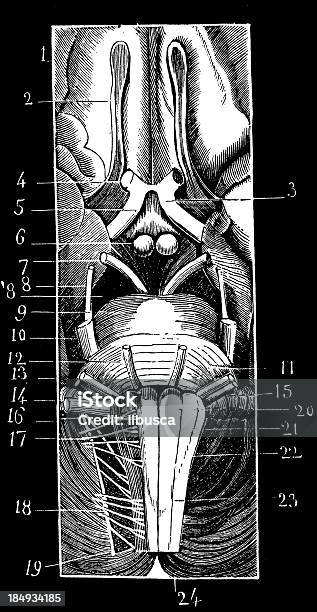 Struktura Encephalon - Stockowe grafiki wektorowe i więcej obrazów Anatomia człowieka - Anatomia człowieka, Antyczny, Badanie lekarskie