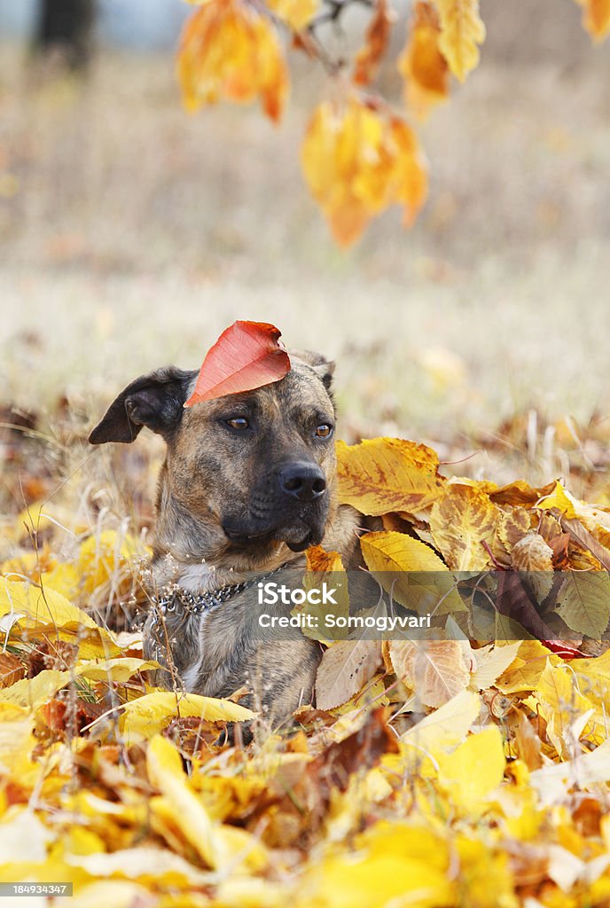 Hund lain im Herbst Blätter - Lizenzfrei Blatt - Pflanzenbestandteile Stock-Foto