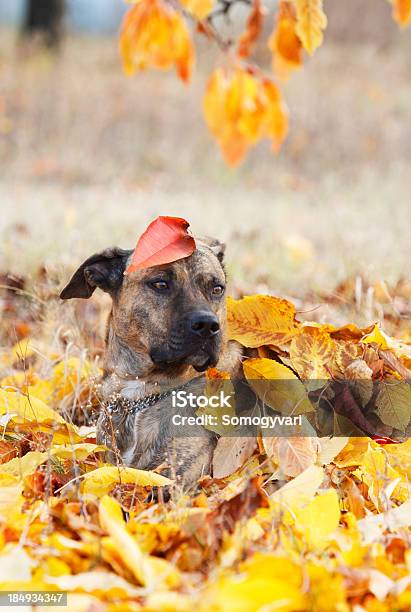 Hund Lain Im Herbst Blätter Stockfoto und mehr Bilder von Blatt - Pflanzenbestandteile - Blatt - Pflanzenbestandteile, Fotografie, Herbst