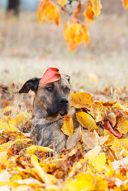 istock Dog lain in the autumn leaves 184934347