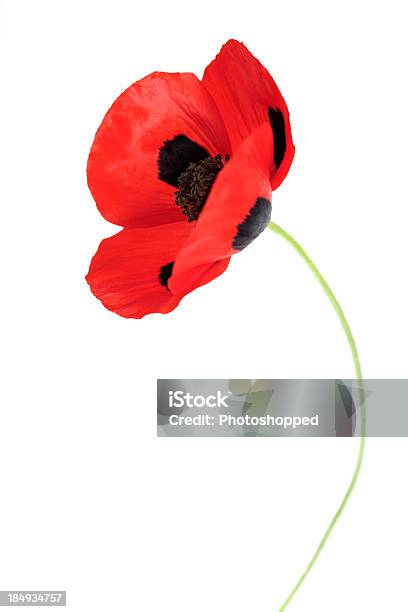 Joaninha Papoiladormideira Papaver Comutatum - Fotografias de stock e mais imagens de Beleza natural - Beleza natural, Caule de planta, Figura para recortar