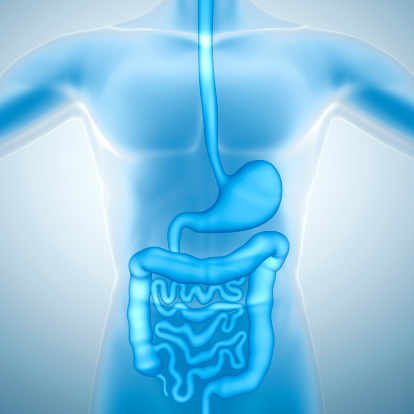 Intestinal tract with holographic effect, 3d rendering. 3D illustration.