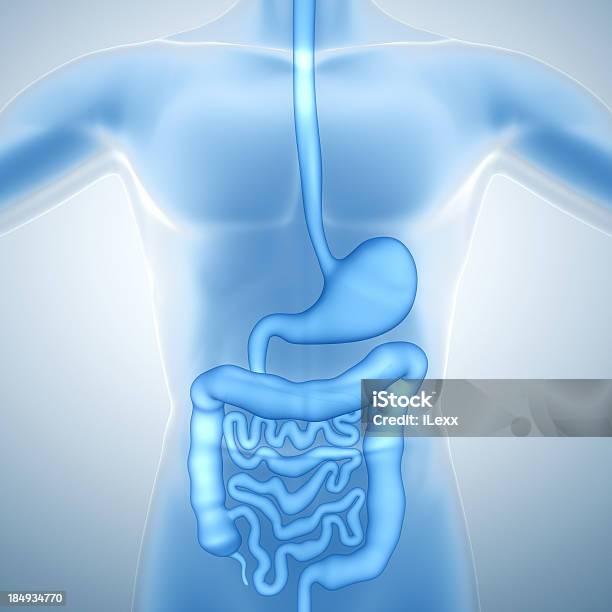 Human Digestive System Stock Photo - Download Image Now - Three Dimensional, Human Digestive System, The Human Body