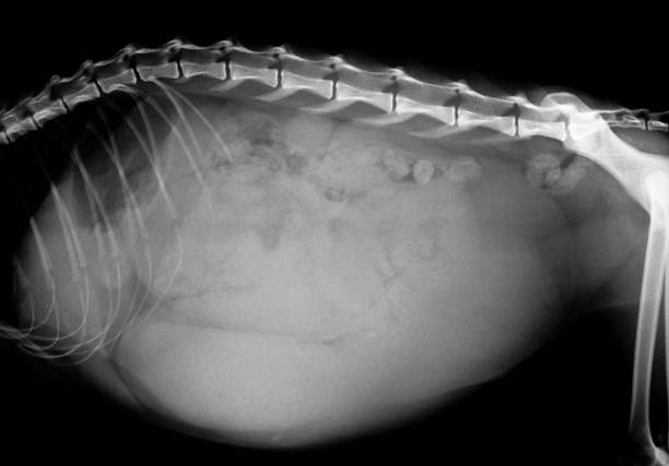 pyometra radiografia - animal uterus foto e immagini stock
