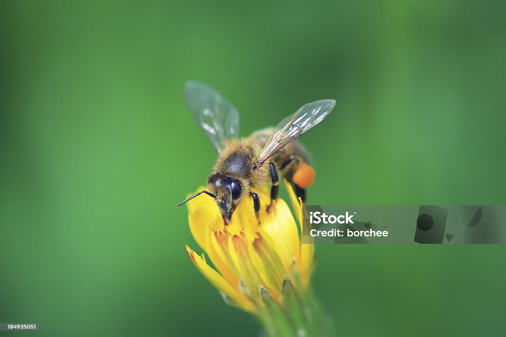 Biene - Lizenzfrei Apis Stock-Foto