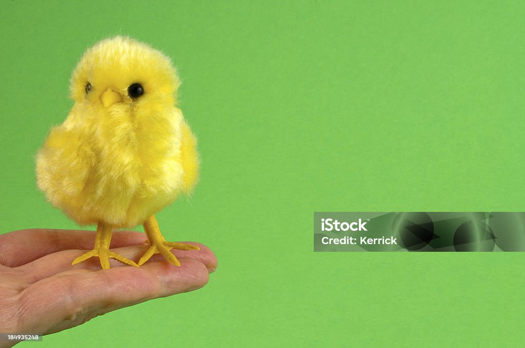 Ostern chick auf Finger - Lizenzfrei Agrarbetrieb Stock-Foto