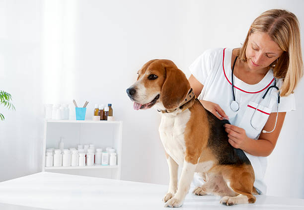 Dog Receiving Vaccine
