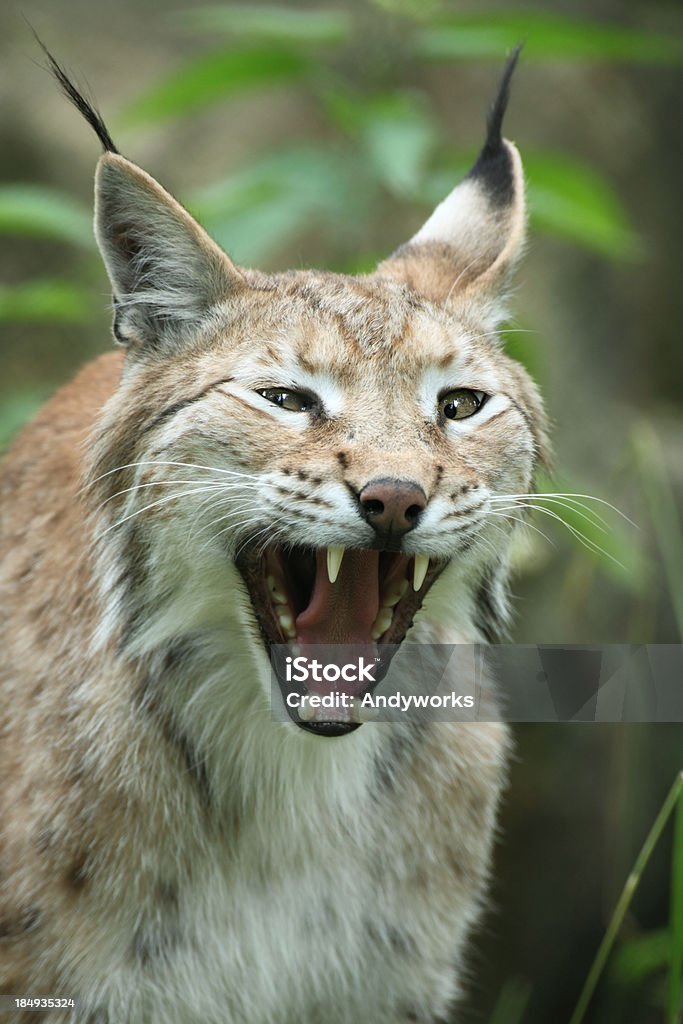 Knurren Lynx - Lizenzfrei Rotluchs Stock-Foto