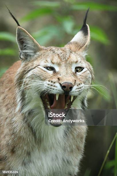 Knurren Lynx Stockfoto und mehr Bilder von Rotluchs - Rotluchs, Eurasischer Luchs, Fangzahn - Tierzahn