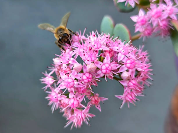 succulent sedum plant in pink blossom