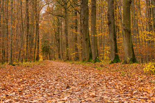 Peaceful forest path through colorful deciduous forest in autumn. Colorful leaves on the trees. Leaf-covered hiking trail in a German mixed forest
