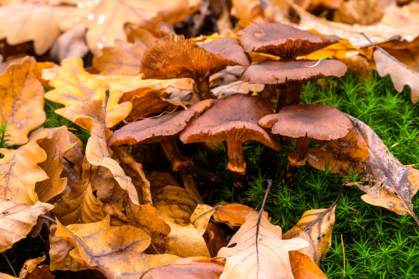 Group of brown lamellar fungi on a carpet of moss, mushrooms in forest between brown leaves in fall