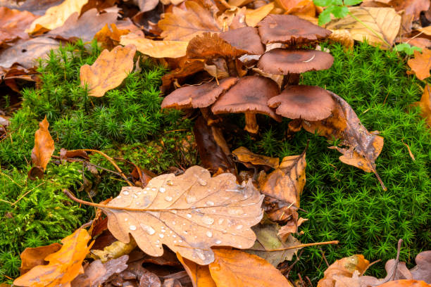 Group of brown lamellar fungi on a carpet of moss, mushrooms in forest between brown leaves in fall