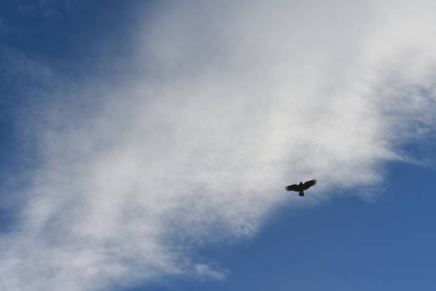 istock Kia flying above in the clouds 1849354228