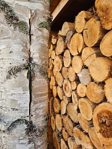 An outdoor image of a pile of cut logs resting next to a wooden post topped with long sticks