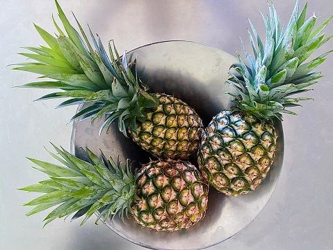 Horizontal still life of 3 whole fresh picked organic local tropical summer pineapples with green head sitting in silver fruit bowl on stainless steel kitchen bench top