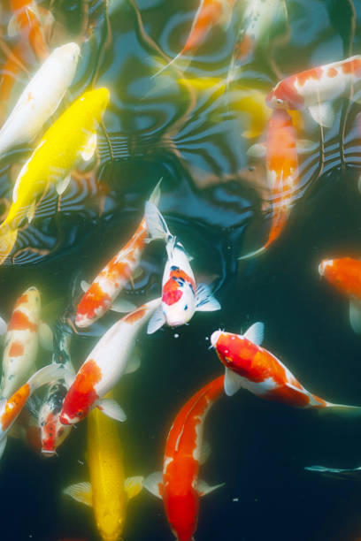 istock Multicolored carps crowded in pond. Zen like oriental nature background. 1849354596